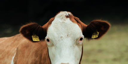 Jatka budou muset mít v některých prostorách povinně kamery