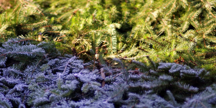 Víkendové oteplení přinese až 11 °C, ale hrozí náledí a mlhy