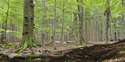 Getsemanka: Největší přírodní rezervace v CHKO Brdy