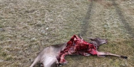 Roztrhaná laň a ohryzané tele budí emoce a strach z vlků