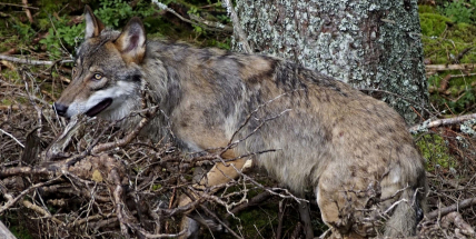 Vlci u Lázu vyvolali obavy. Odborníci vysvětlí situaci na besedě