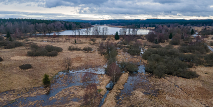Bobři předběhli plánovanou revitalizaci Klabavy v CHKO Brdy. Ušetřili miliony a vytvořili mokřad