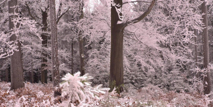 Čeká nás suchý únor. Víkendové noci budou mrazivé