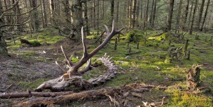 Vlci v Brdech prý zatím nezpůsobili žádnou prokazatelnou škodu na hospodářských zvířatech