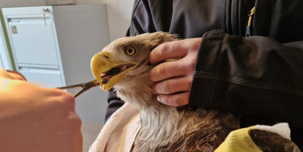 Orel mořský zřejmě sražený vlakem skončil v péči ochranářů
