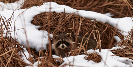 Mýval severní se roztahuje nejen v Brdech a chutná mu všechno