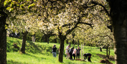 Svatohorské sady ožívají: Dobrovolníci vracejí zanedbanému místu život