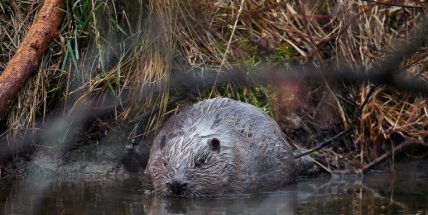 Český bobr hvězdou světových médií! Brdský mokřad zaujal National Geographic i BBC