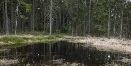 Marásek, jihobrdský vrchol plný marastu