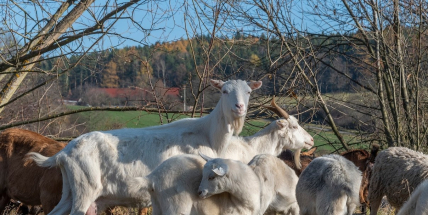 Oceněná farma z programu Pestrá příroda zajišťuje pastvu v Brdech