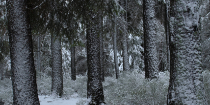 Česko zasáhnou silné mrazy, v noci může být místy i minus patnáct stupňů