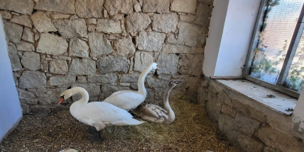 V Příbrami uhynula labuť, o další ptáky pečují v Ochraně fauny