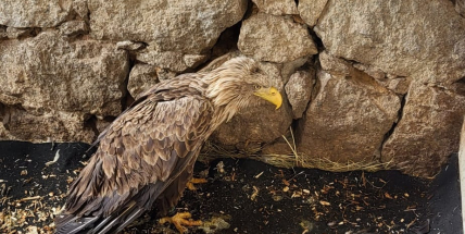 Zraněný orel mořský se zotavuje, cesta k úplnému vyléčení bude dlouhá