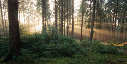Týden přinese až deset stupňů nad nulou, pak se ochladí