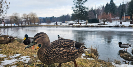 Nové informační cedule radí, jak krmením neublížit vodnímu ptactvu