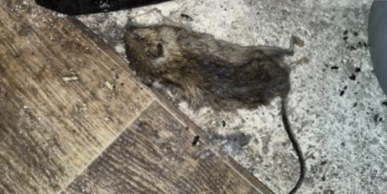 Potravinářská inspekce v loňském roce uzavřela téměř sedmdesát provozoven společného stravování