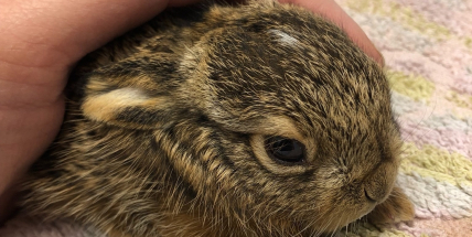 V záchranné stanici mají v péči zajíčka. Je prvním letošním mládětem