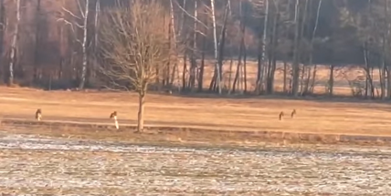 Vlčí smečku natočil svědek u Lázu