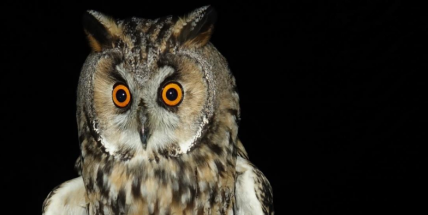 Noční vycházka za sovami otevře tajemný svět nočních lovců