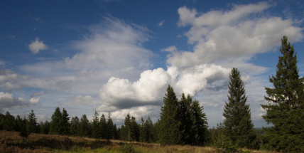 Ve středočeských CHKO žijí vlci či divoké kočky, návštěvnost se mění