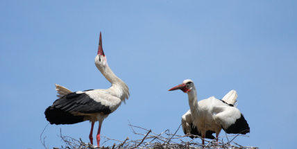 Jaro je tady! Rožmitálský čáp už sedí na komíně, další jsou na trase