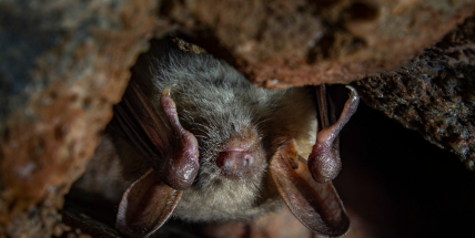 V brdských vodních štolách se probouzejí netopýři ze zimního spánku