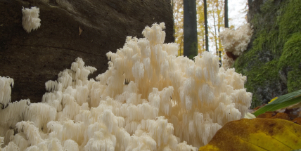 Chynínské buky – království prastarých stromů, lesních tajuplných obyvatel a skrytých pokladů přírody
