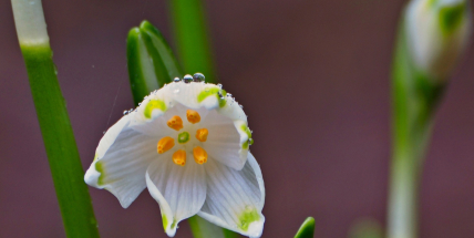 Bledule a sněženky: První poslové jara