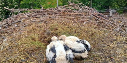 Čáp zahynul na dálnici, mláďata zachraňovali hasiči