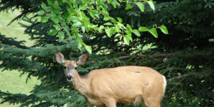Účet za víkend: 7 nehod se zvěří