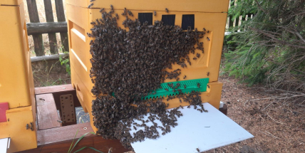 Nejen na jaře. Proč včely ohrožujeme mnohem častěji, než si myslíme