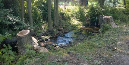 Příbramské městské lesy čeká kontrola hospodaření