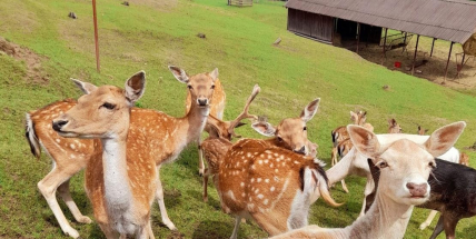 Zoopark Jeleni Homole: kontakt s hospodářskými i divokými zvířaty