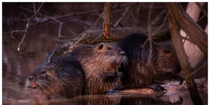 Nutrie říční je invazním vetřelcem, který škodí