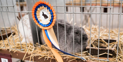 Výstava chovatelů v Počáplech láká na zvířata i techniku