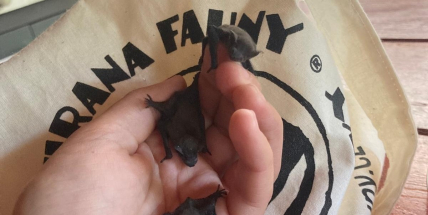 V Ochraně fauny mají sirotci náhradní netopýří školky