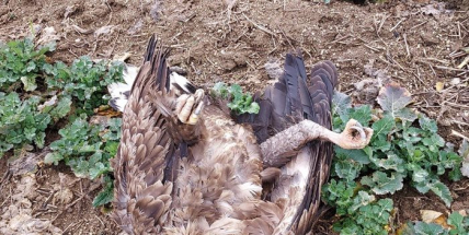 Případů otrav vzácných dravců přibývá. Ani Příbramsko není výjimkou