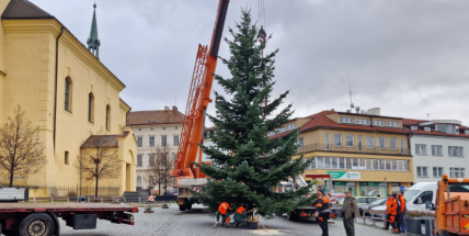 Příbram hledá vánoční strom. Město vyzývá občany ke spolupráci