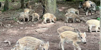 Divoká prasata v Příbrami: přirozená součást krajiny, nebo problém k řešení?