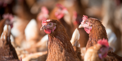 Veterináři varují chovatele před pseudomorem drůbeže a ptačí chřipkou