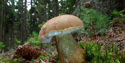 Hřib dubový a zrádný žlučník