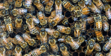Připravte svá včelstva na jaro: odborná přednáška pro každého včelaře