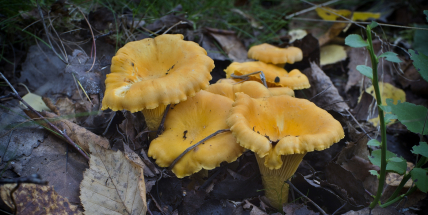 Lišky, voňavé poklady českých lesů