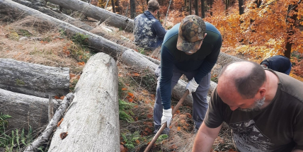 Dobrovolníci sázeli jedle v srdci Brd. Do suťového lesa se vrací původní stromy
