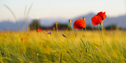 Připněte si vlčí mák a uctěte válečné veterány