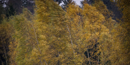 Letošní říjen byl druhý nejstudenější za posledních deset let