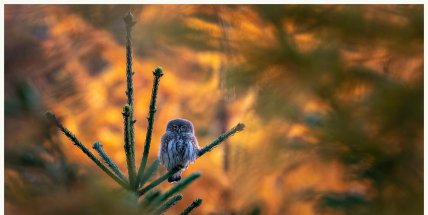 Kulíšek nejmenší – drobný, ale odvážný lovec žije i v Brdech