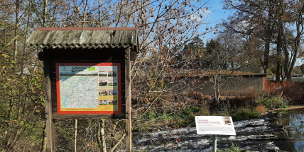 Nutrie v Sedlčanech: roztomilé vetřelkyně, které ničí přírodu. Proč je nekrmit?