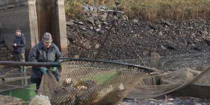 Dolejší Padrťský rybník v Brdech se už po výlovu napouští