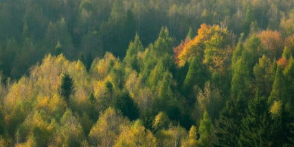 FOTO/ Proč je podzim barevný?